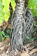 Detail of aerial roots and leaf scars on trunk of plant