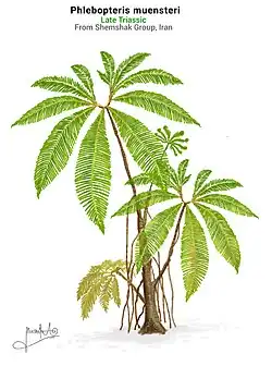 Phlebopteris muensteri life restoration