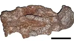 A 10cm skull of Phoberomys pattersoni in ventral view
