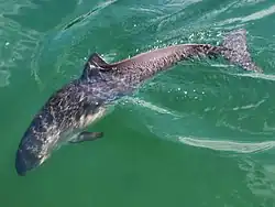 The harbour porpoise is probably the most common cetacean in the waters around Lundy.