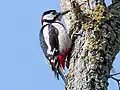 Great spotted woodpecker