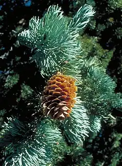 foliage and cone