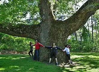 Five visible people joining hands around the trunk of the Pinchot Sycamore demonstrating its girth. The tree has rough, dark brown bark and two substantial limbs above head height that rapidly reduce the size of the central leader. The shade is dappled upon the grass and there is a steel truss bridge painted green mostly hidden behind the tree.
