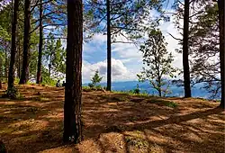 Pine trees of Netarhat Hill station