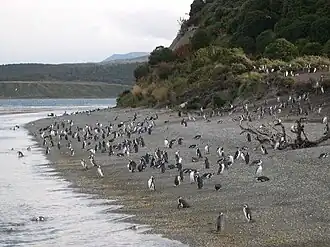 Penguins on Martillo Island