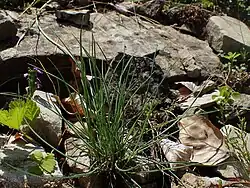 Photograph of the plant among rocks