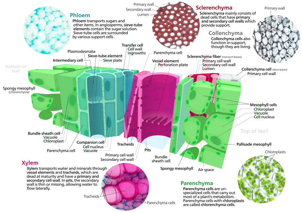 Cross section of a leaf showing various plant cell types