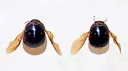 Brachyplatys punctipes