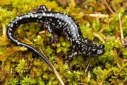Closeup photo of a black salamander with yellow spots, crawling across some mossy foliage