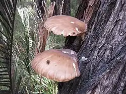 Pleurotus australis (brown oyster mushroom on peppermint tree), Callcup block, D'Entrecasteaux National Park, April 2017
