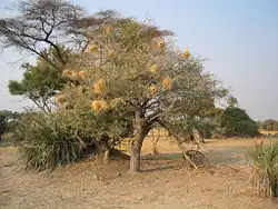 Over a dosen nests in an acacia tree, Okavango Delta, Botswana