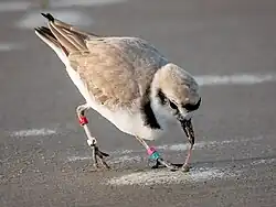 Photograph of a snowy plover pulling a worm out of wet sand