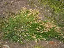 A slightly flattened clump of tall grass