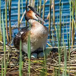 Great crested grebe, Vaxholm, Stockholm