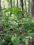 The Broad-leafed Solomon's seal is a typical variety in the Harten Au.[2]