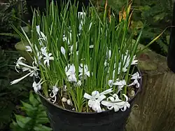 Lachenalia longituba