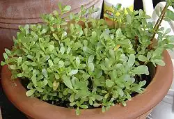 Purslane cultivar