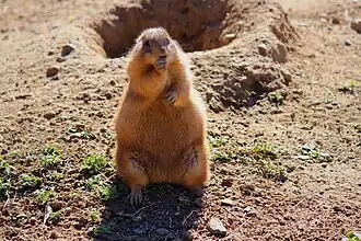 Prairie dog