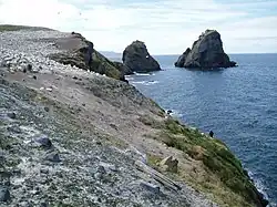 Prasiola stipitata growing on a rocky shore