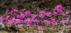 Primula rosea of Primulaceae family