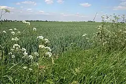 Roman site, Priors Meadow