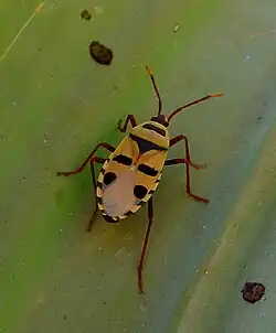 The Welwitschia bug, Probergrothius angolensis