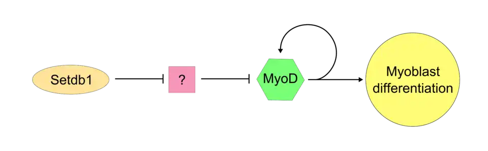 Stdb1/MyoD possible pathway.
