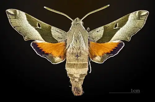 Dorsal view