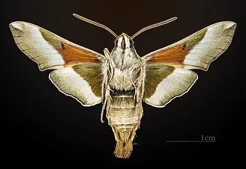 Ventral view