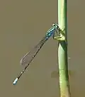 Male