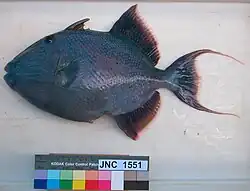 With scale bar, in New Caledonia