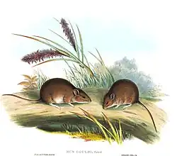 Gould's Mouse, Pseudomys gouldii, 1863, Mammals of Australia, J Gould & H. C. Richter