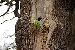 A female ring-necked parakeet