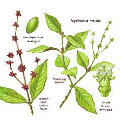 Psychotria viridis