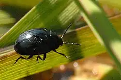 Psylliodes chalcomera