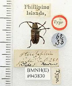 Image of Pterolophia jacta Newman