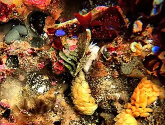 Photo of dozens of palm-tree shaped seaweed plants exposed to the air