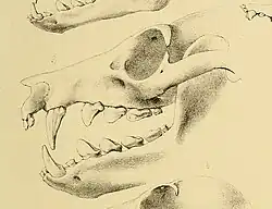 Drawing of bat skull