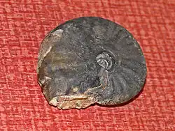 fossil of ptychites studeri