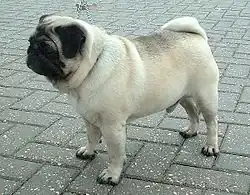 Brachycephalic (extremely flat snout): Pug