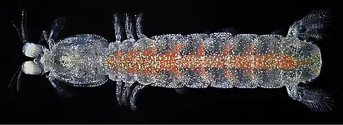 Pullosquilla thomassini