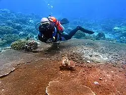 Punta Diwata Reef