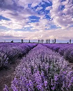 Blooming lavender