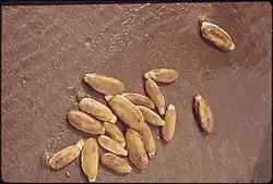A Pacific razor clam similar to Chilean Machas