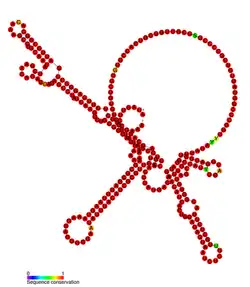 STnc500 Hfq binding RNA: Predicted secondary structure taken from the Rfam database. Family RF01406.