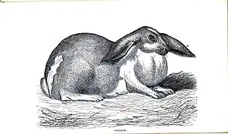 Oar lop ears Illustration by E. Whimper, ca. 1862