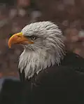 Volta, a bald eagle in 2000