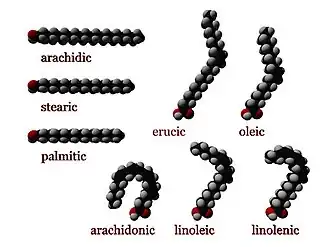 Fatty acids made of long chains of carbon