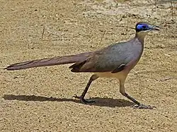 Red-capped Coua (Coua ruficeps) - Arboretum near Tulear, Madagascar.