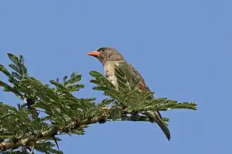 female A. r. leuconotus Soysambu Conservancy, Kenya